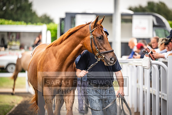 Goffs UK PY24-566