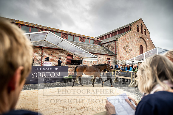 GUK Yorton Sale 2019-298