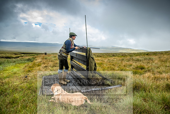 Garrigill Grouse Moor 2018-9