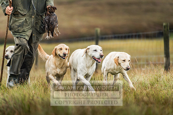 Garrigill Grouse Moor 2018-44