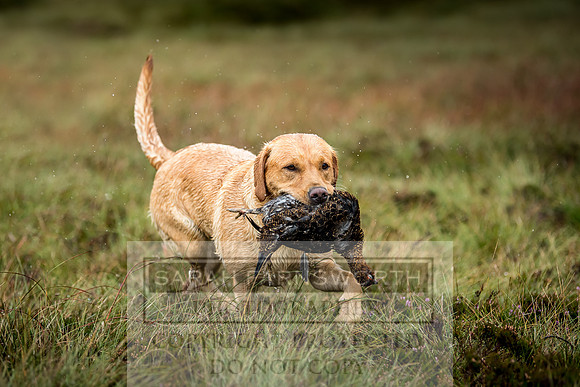 Garrigill Grouse Moor 2018-16