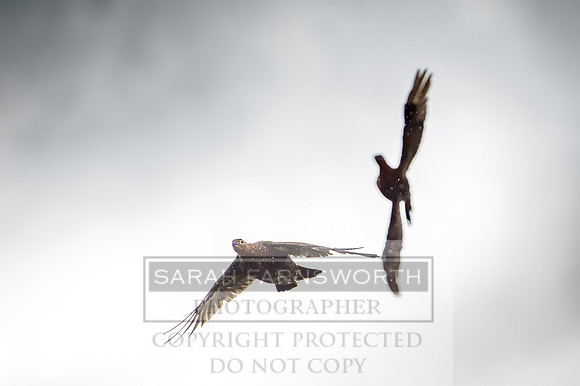 Garrigill Grouse Moor 2018-24