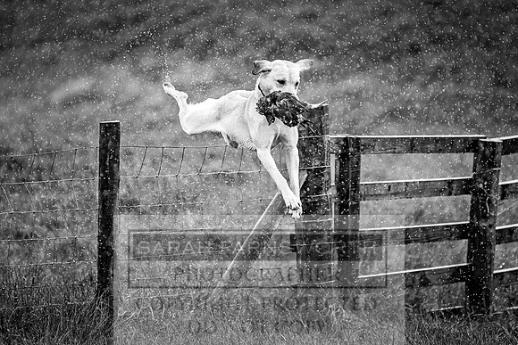 Garrigill Grouse Moor 2018-27