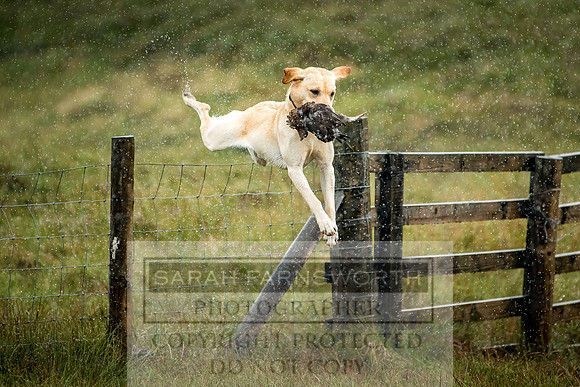 Garrigill Grouse Moor 2018-28