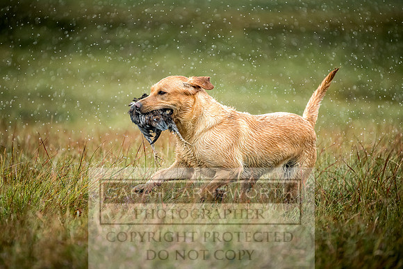 Garrigill Grouse Moor 2018-29