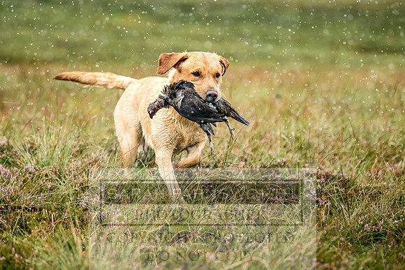 Garrigill Grouse Moor 2018-30