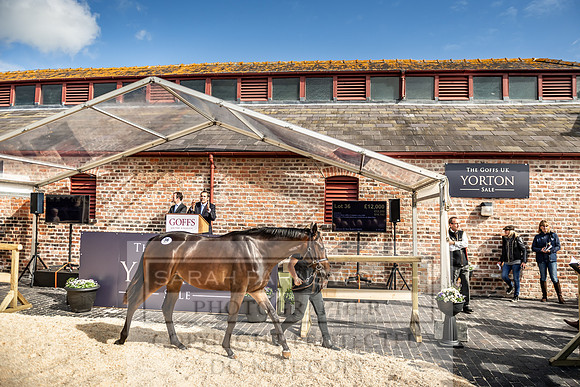 GUK Yorton Sale 2019-399