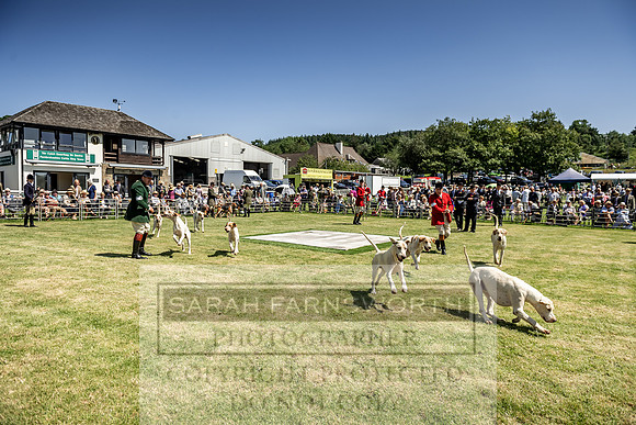 Builth Hound Show 2019-86
