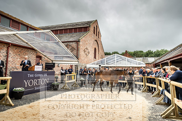 GUK Yorton Sale 2019-305