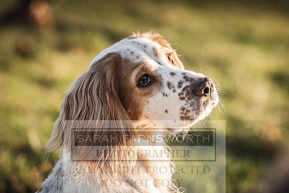 Avonmeadow Stud Dogs-111