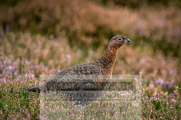 Grouse in Teesdale-12
