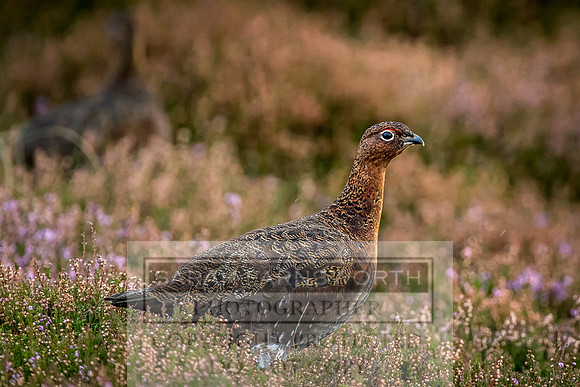 Grouse in Teesdale-15