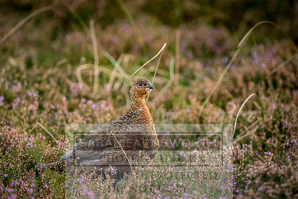Grouse in Teesdale-17