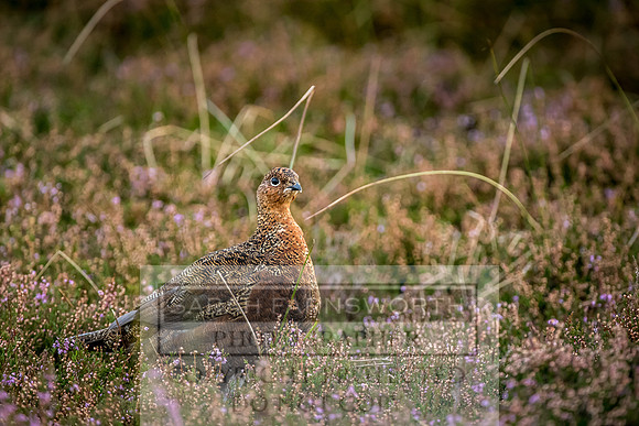 Grouse in Teesdale-20