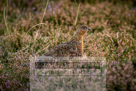 Grouse in Teesdale-21