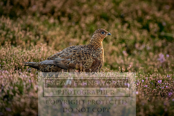 Grouse in Teesdale-22