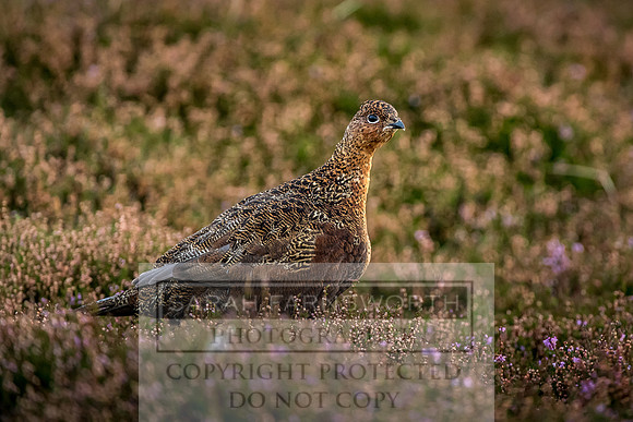 Grouse in Teesdale-23