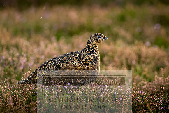 Grouse in Teesdale-26