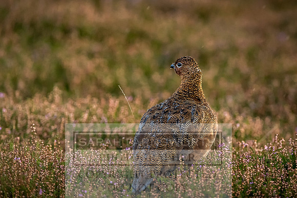 Grouse in Teesdale-27