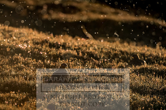 Grouse in Teesdale-33