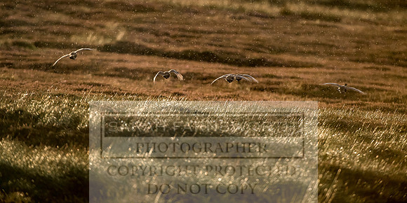 Grouse in Teesdale-38