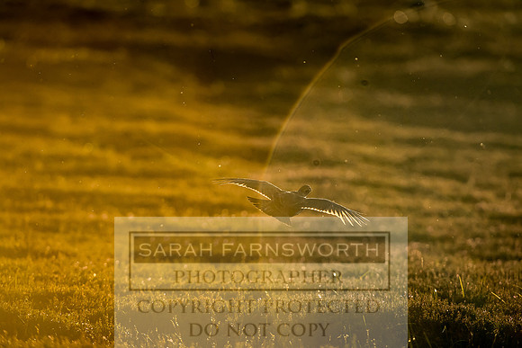 Grouse in Teesdale-44