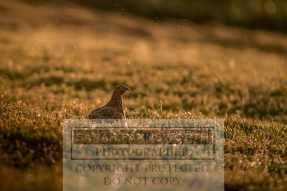 Grouse in Teesdale-47
