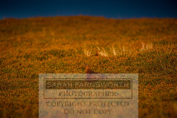 Grouse in Teesdale-49