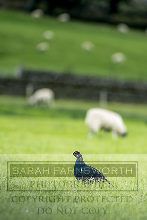 Grouse in Teesdale-5