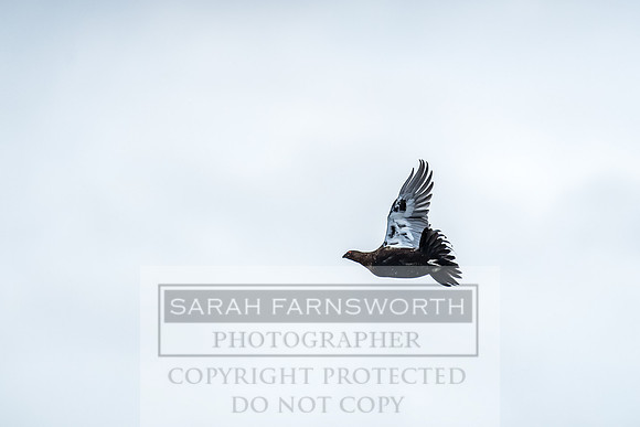 Grouse in Teesdale-9