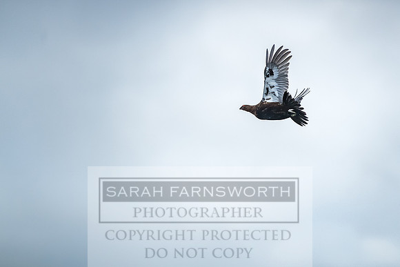 Grouse in Teesdale-10