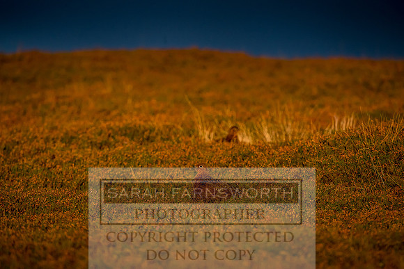 Grouse in Teesdale-51