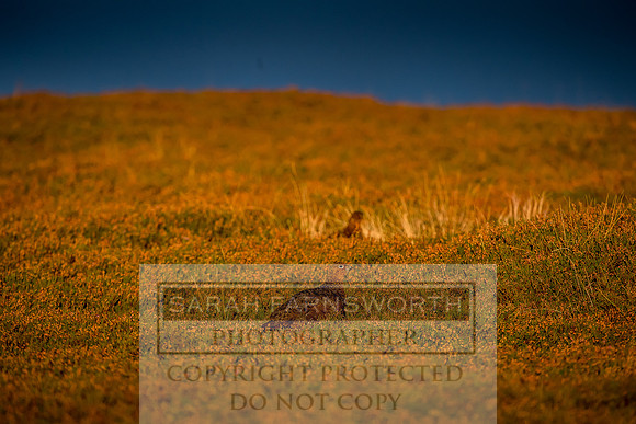 Grouse in Teesdale-52