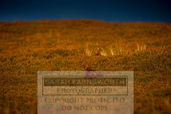 Grouse in Teesdale-50