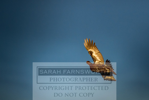 Grouse in Teesdale-54