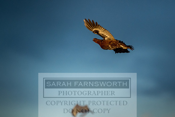 Grouse in Teesdale-53