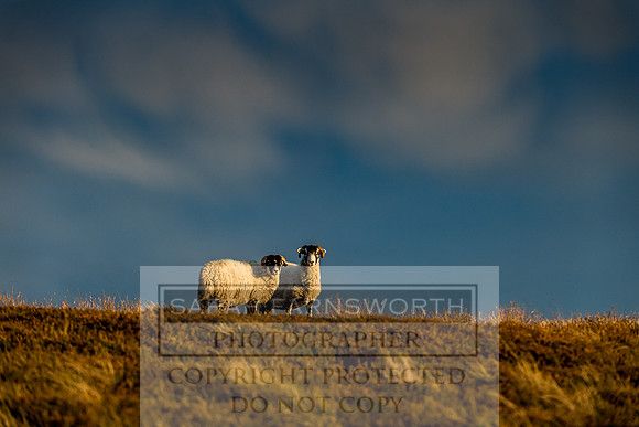 Grouse in Teesdale-63