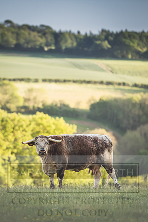 Cotswolds May 2020-5