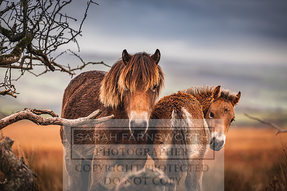 Exmoor Autumn 2020-47