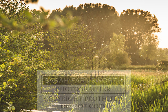 Mayfly Hatch and Brown Trout 2020-96