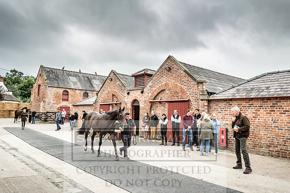 GUK Yorton Sale 2019-197