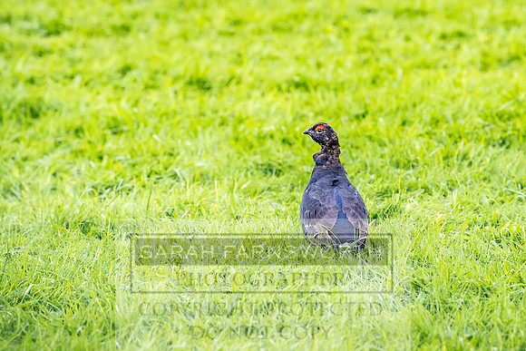 Grouse in Teesdale-2