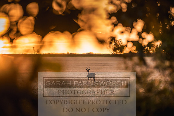 Roebuck at sunset