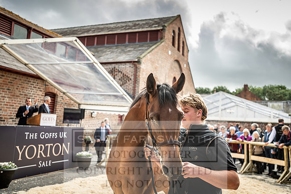 GUK Yorton Sale 2019-339