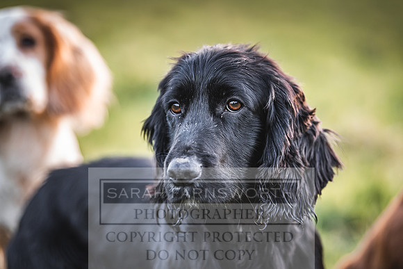 Avonmeadow Stud Dogs-147