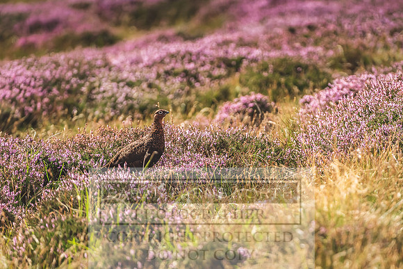 Red Grouse-5