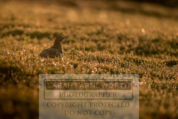 Grouse in Teesdale-48