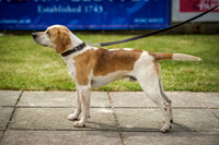 Ardingly Beagles 2016-19