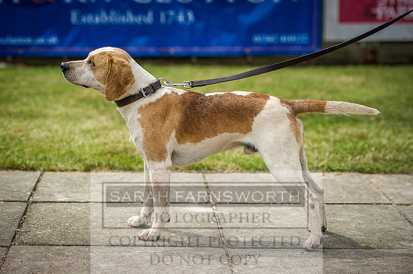 Ardingly Beagles 2016-19