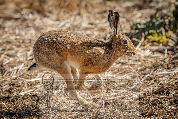 Running Hare-2